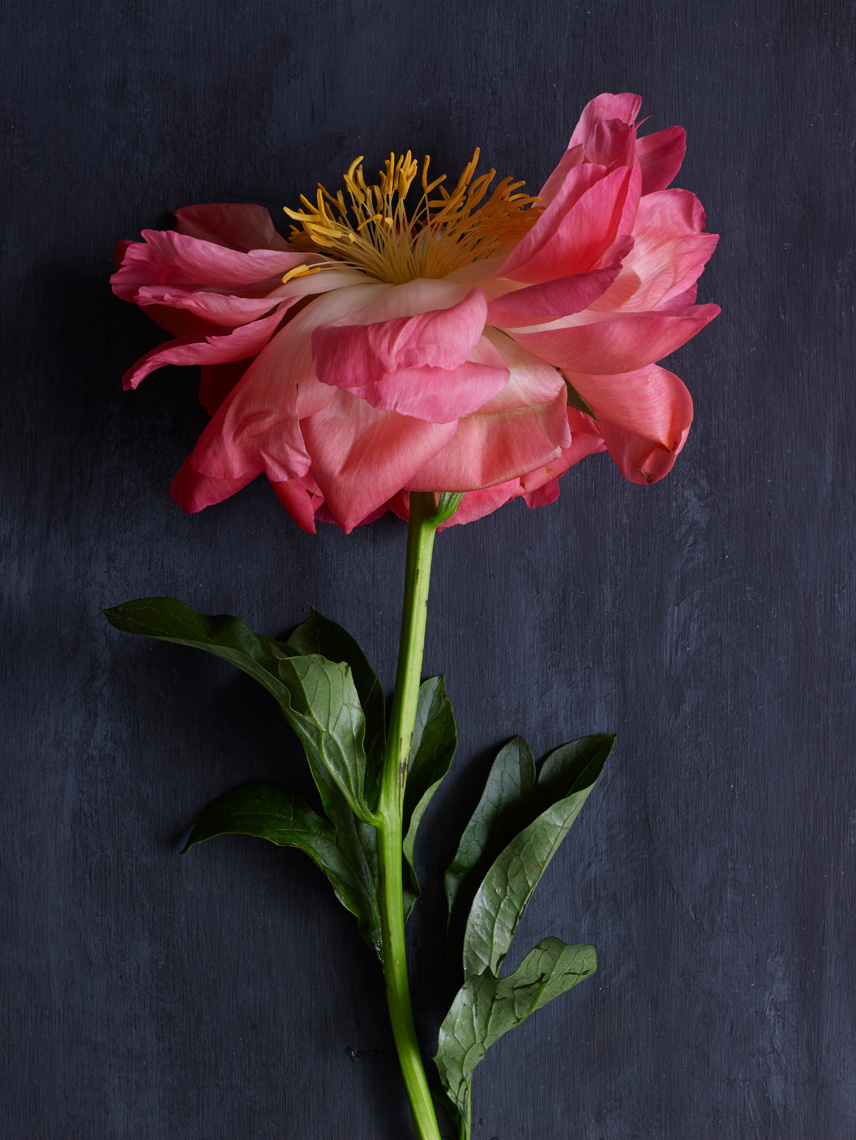 ARowley_PeonyVessel43409_APF